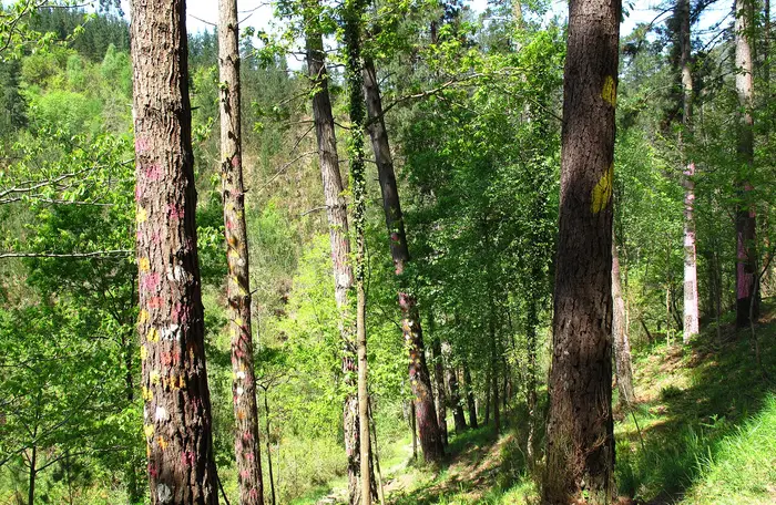 Árboles pintados por Agustín Ibarrola en el Bosque de Oma